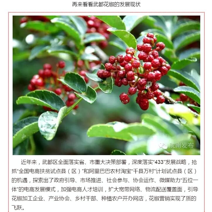 5.28億！一場(chǎng)盛會(huì)，武都花椒“火”了